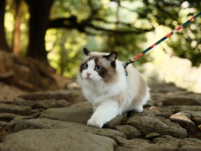 Je kat opvoeden met vertrouwen: simpele en effectieve basics