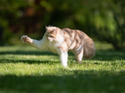 Kattenpenning of chip: heeft je kat beide nodig?