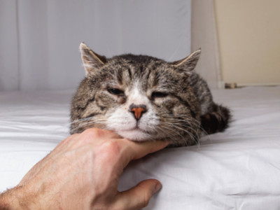 Votre chat est souvent seul à la maison ? Signes d'anxiété de séparation et comm