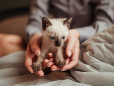 Wat heb je nodig voor een kitten? De checklist voor een rustige start