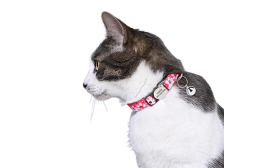 Collier avec Boucle Métallique Sécurisée pour Chat