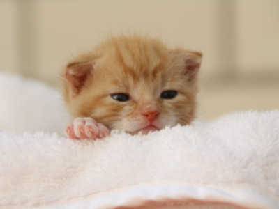 De ultieme kattennamen quiz: Wat is de perfecte naam voor je katachtige vriend?