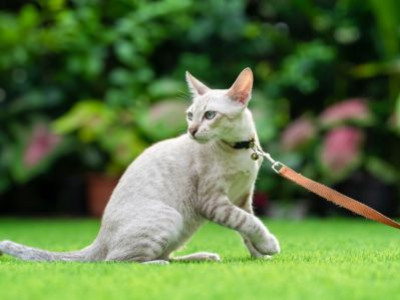Kun je een kat uitlaten?